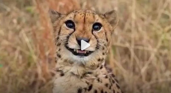 鑫恒盈配资 猎豹是草原中最大的受气包 没想到猎豹竟然在动物界混的这么惨！